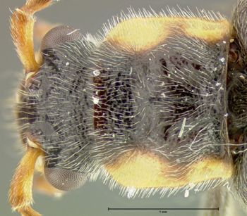 Media type: image;   Entomology 24187 Aspect: pronotum dorsal